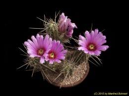 Echinocereus enneacanthus 840